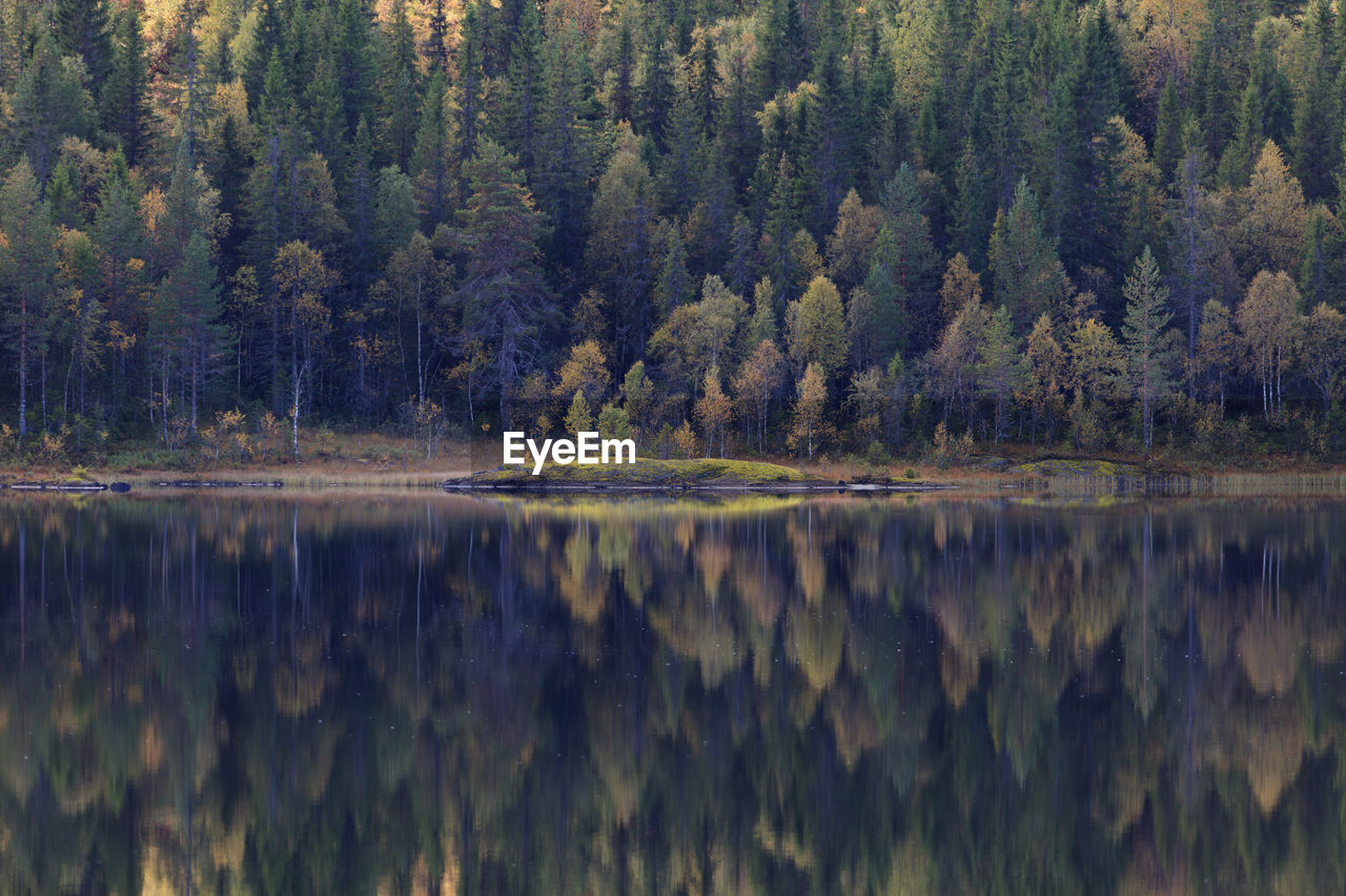 Reflection of trees in calm lake