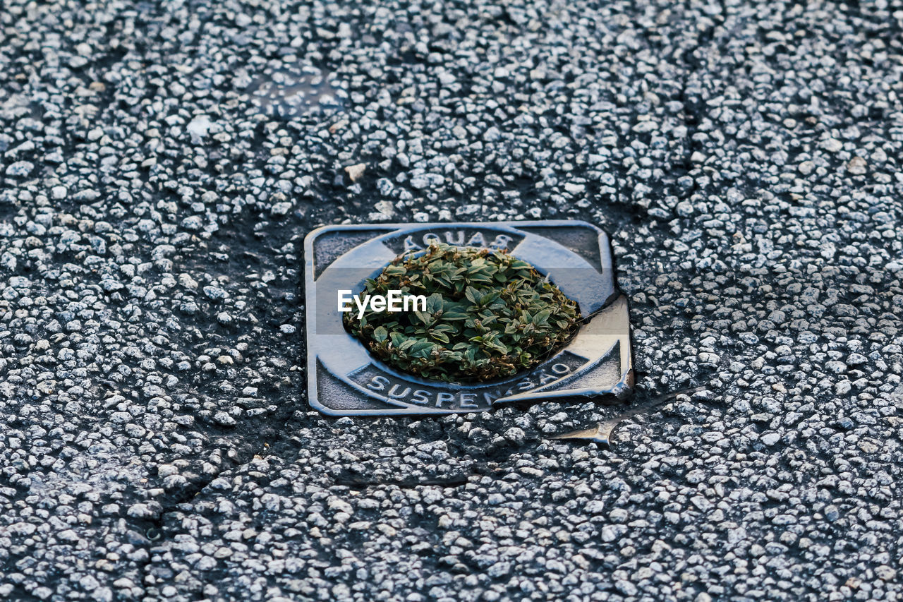 Bunch of grass growing on road