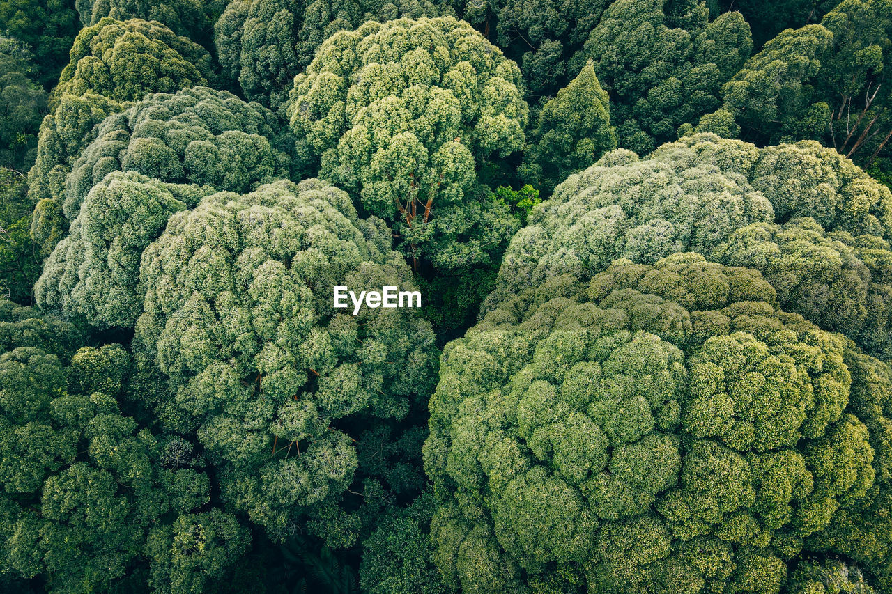 Full frame shot of green leaves