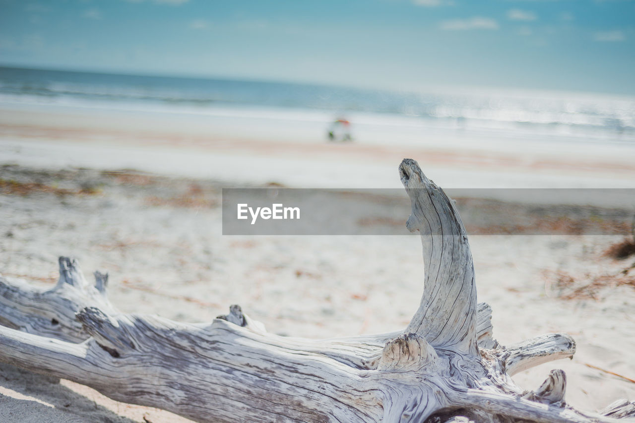 Close-up of driftwood on beach against sky