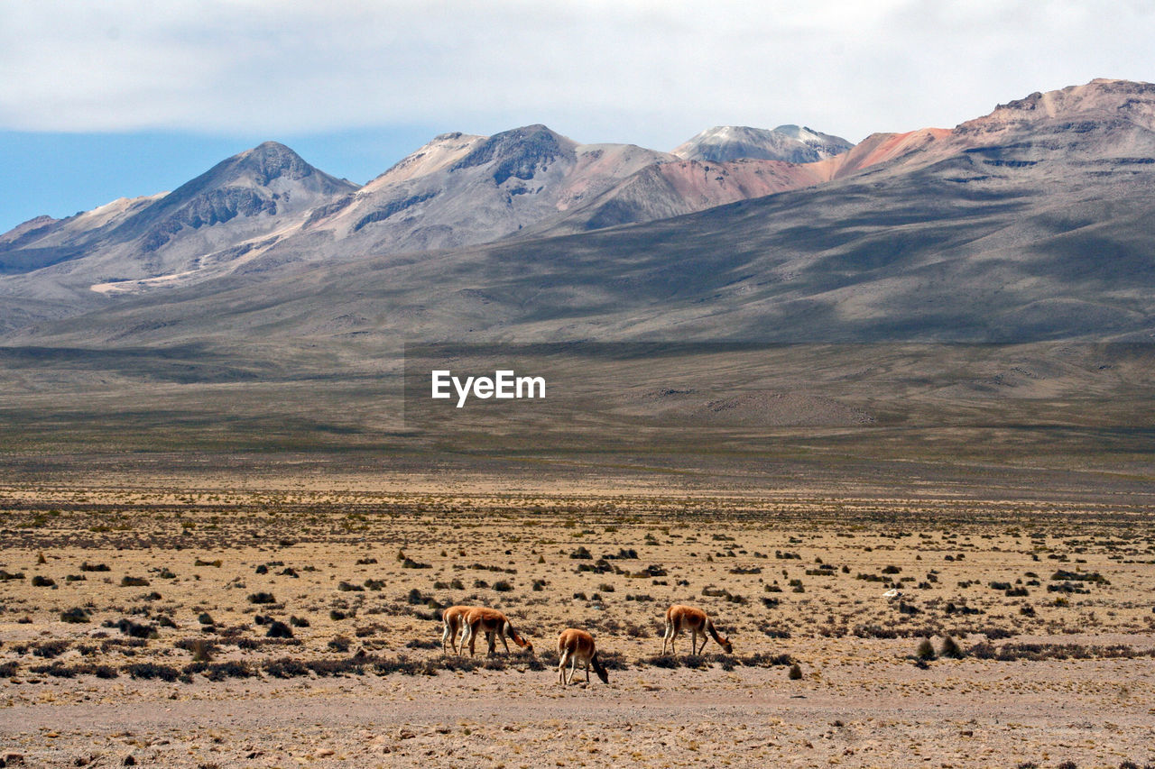 Vicunas with andes panorama