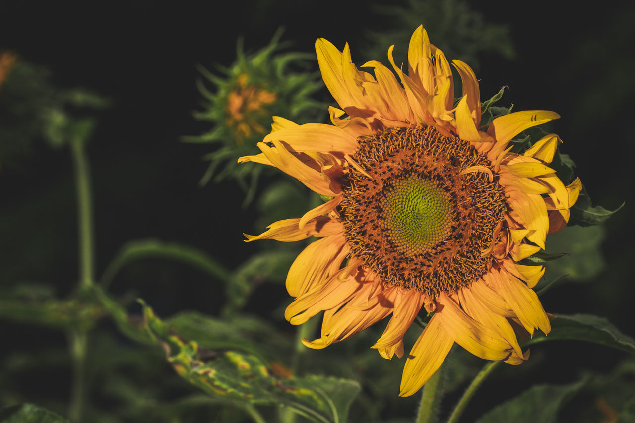 CLOSE-UP OF SUNFLOWERS BLOOMING ON FIELD