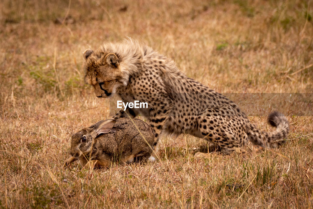 Cheetah and rabbit on field in forest