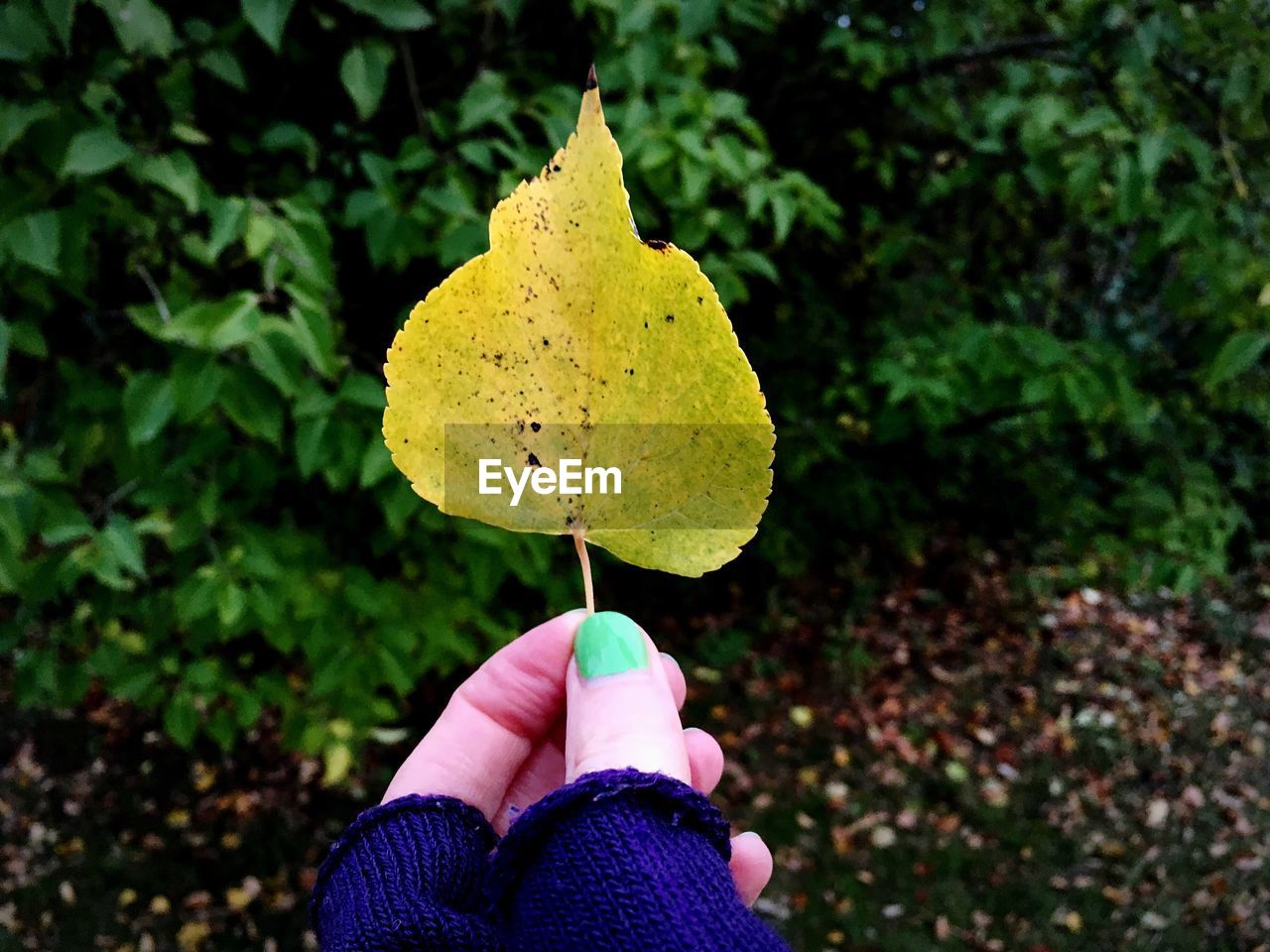 Cropped image of woman holding autumn leaf