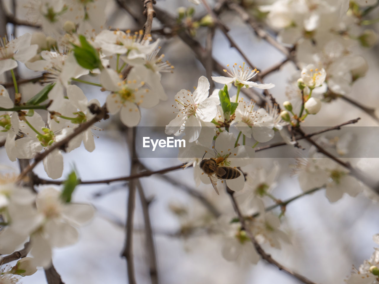 plant, flower, flowering plant, tree, blossom, beauty in nature, fragility, freshness, springtime, spring, growth, branch, nature, white, food, close-up, produce, no people, cherry blossom, flower head, twig, prunus spinosa, focus on foreground, outdoors, fruit tree, day, inflorescence, almond tree, selective focus, botany, petal, food and drink, fruit, almond, agriculture, pollen