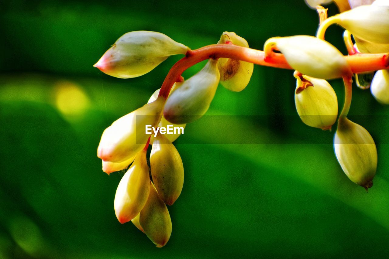CLOSE-UP OF FLOWERING PLANTS