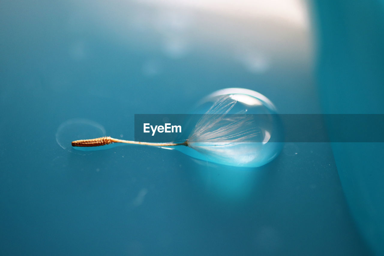 High angle view of dandelion seed in a water droplet