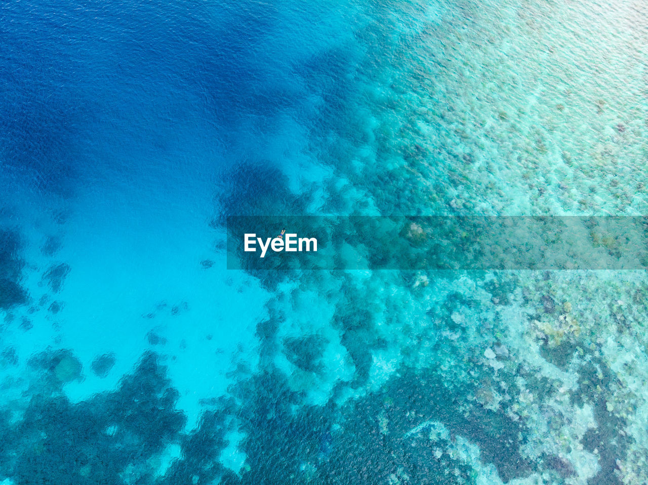 HIGH ANGLE VIEW OF CORAL UNDERWATER