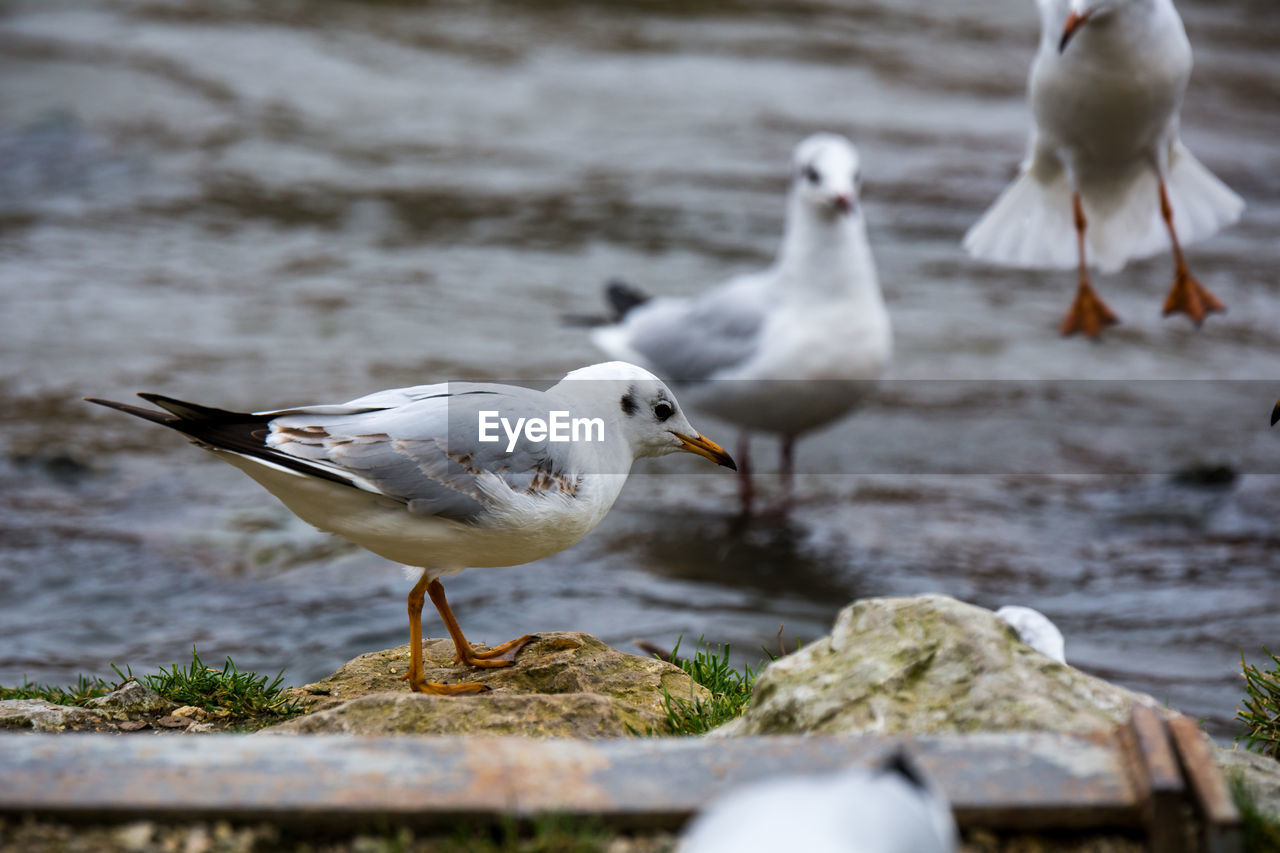 Seagulls perching on lakeshore