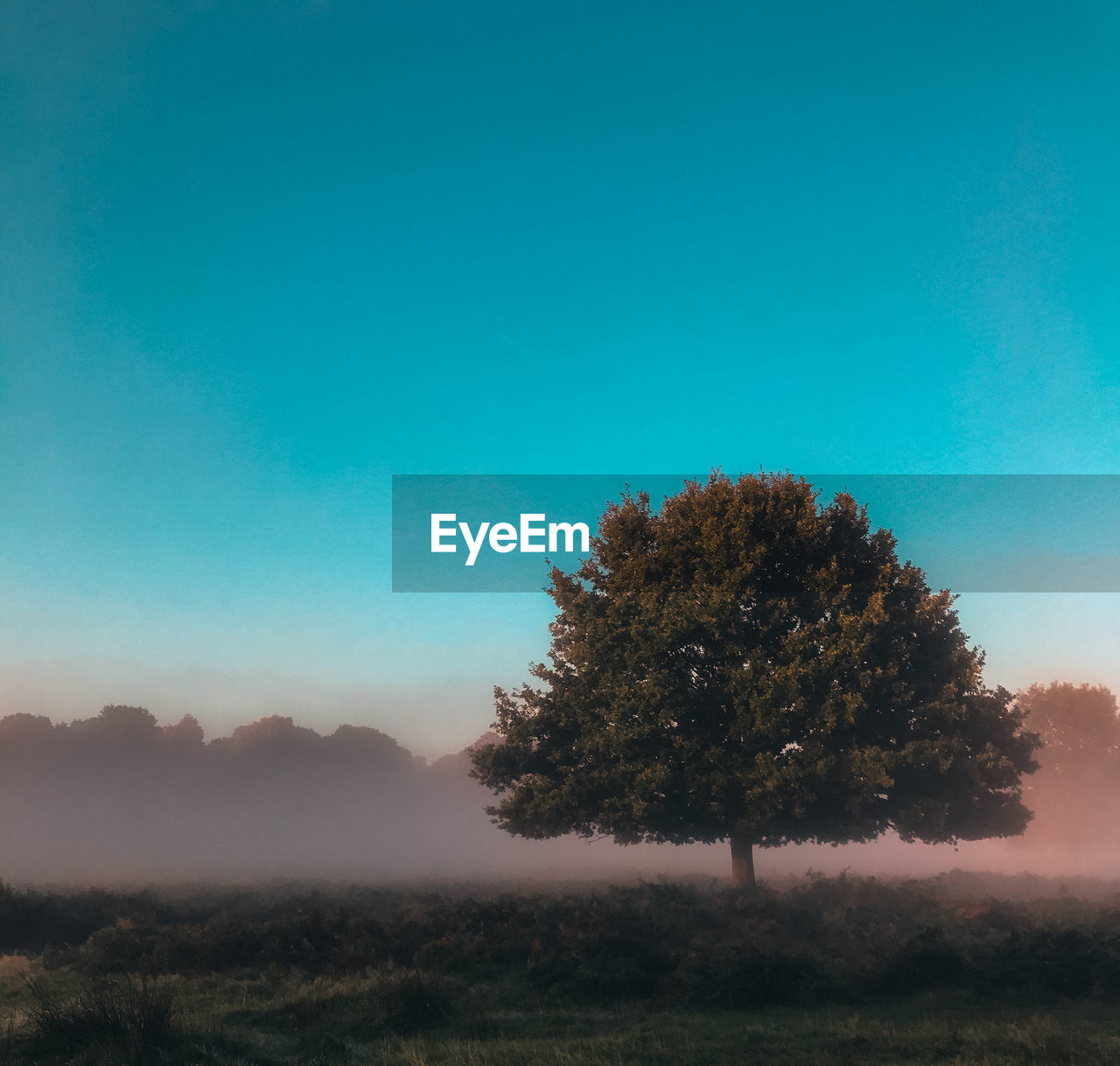 Tree on field against clear blue sky