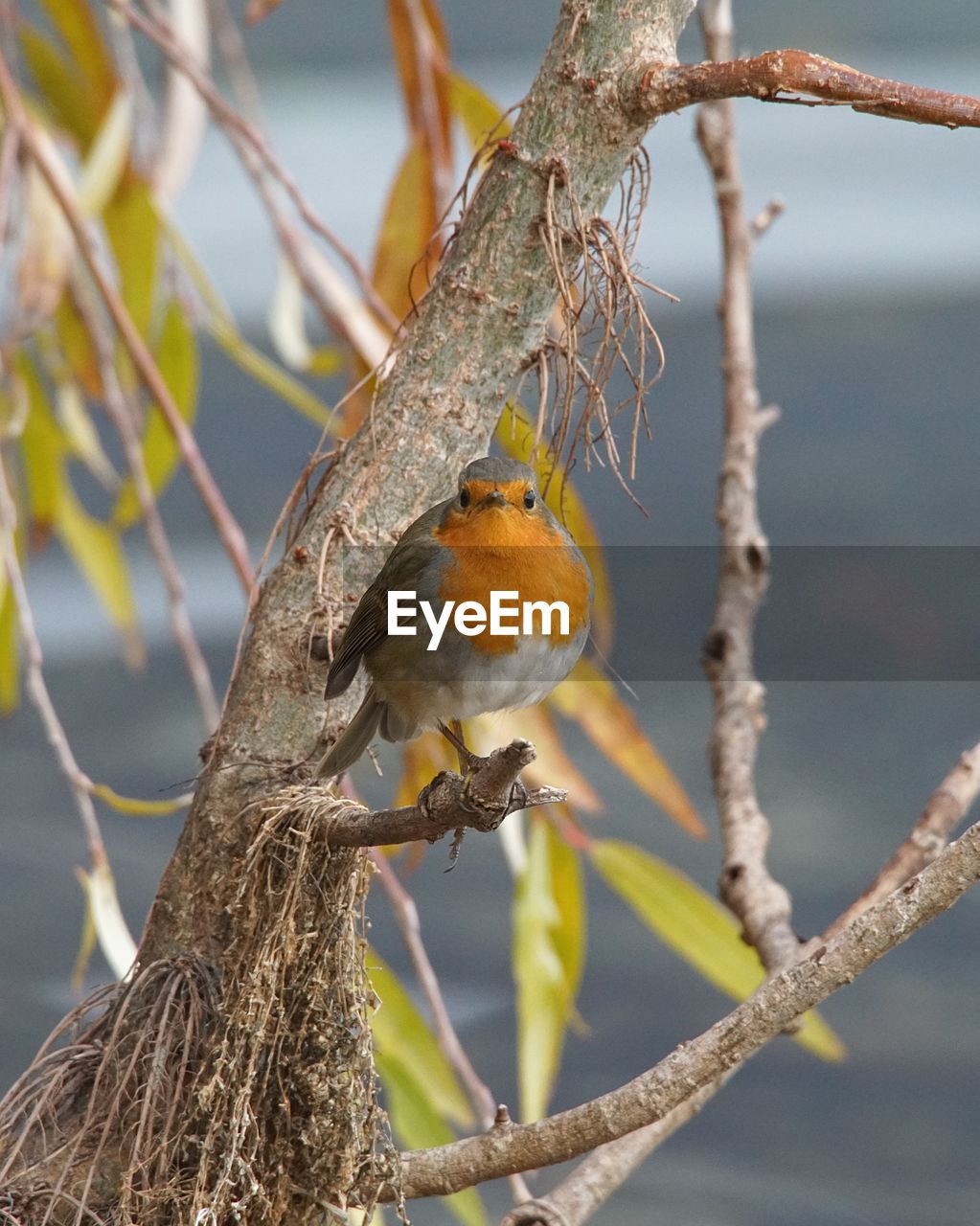 BIRD PERCHING ON BRANCH