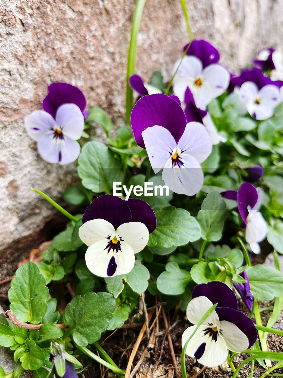 flower, flowering plant, plant, freshness, beauty in nature, pansy, purple, nature, wildflower, growth, fragility, close-up, petal, inflorescence, flower head, plant part, leaf, no people, high angle view, springtime, day, outdoors, botany, blossom, green, focus on foreground