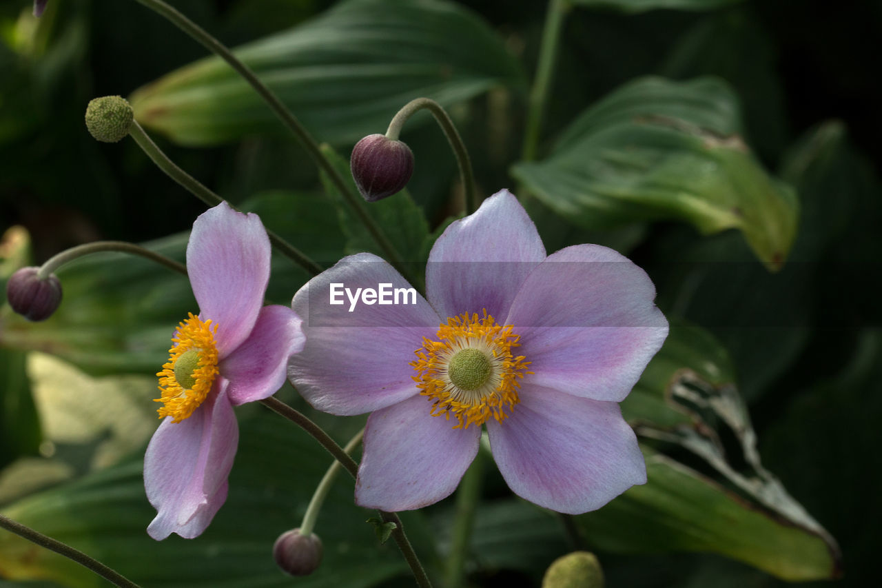 CLOSE-UP OF FLOWERS BLOOMING