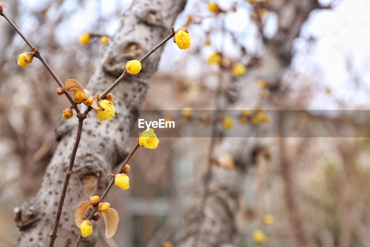 CLOSE-UP OF YELLOW FLOWERS ON TREE BRANCH