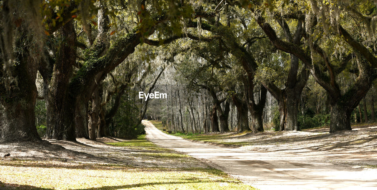 Road amidst trees in forest