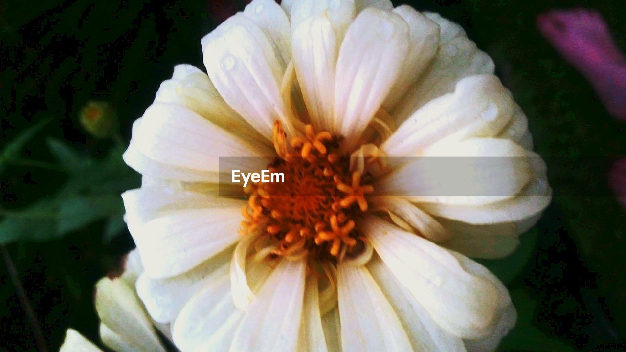 CLOSE-UP OF WHITE FLOWER