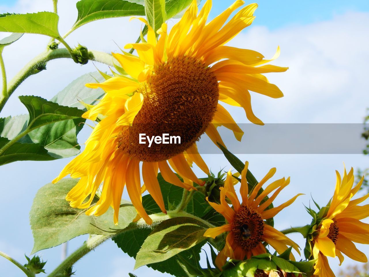 CLOSE-UP OF YELLOW SUNFLOWER ON PLANT