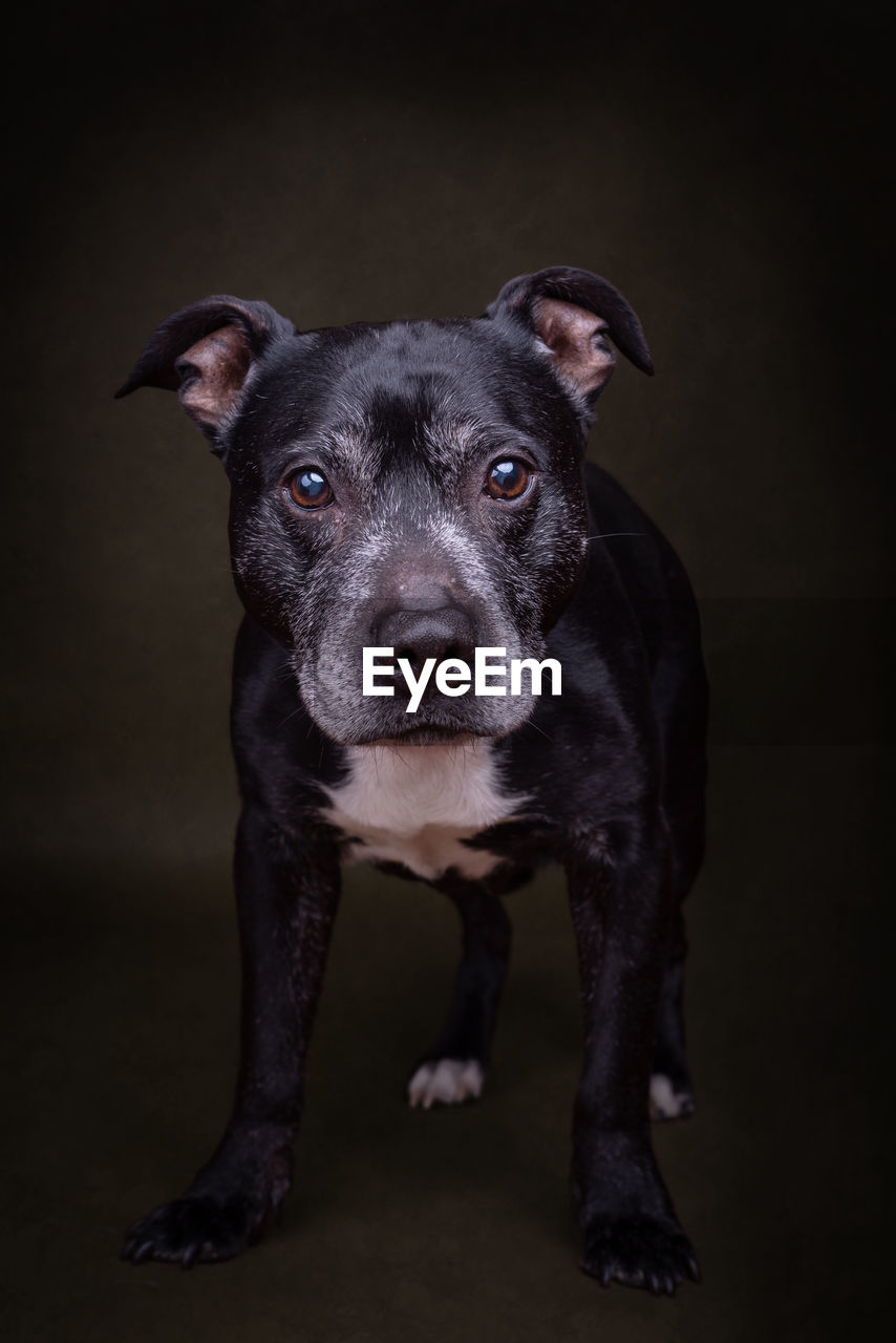 Close-up portrait of black dog