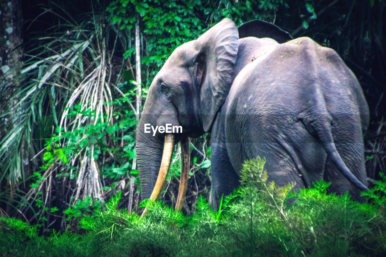 Side view of elephant in forest