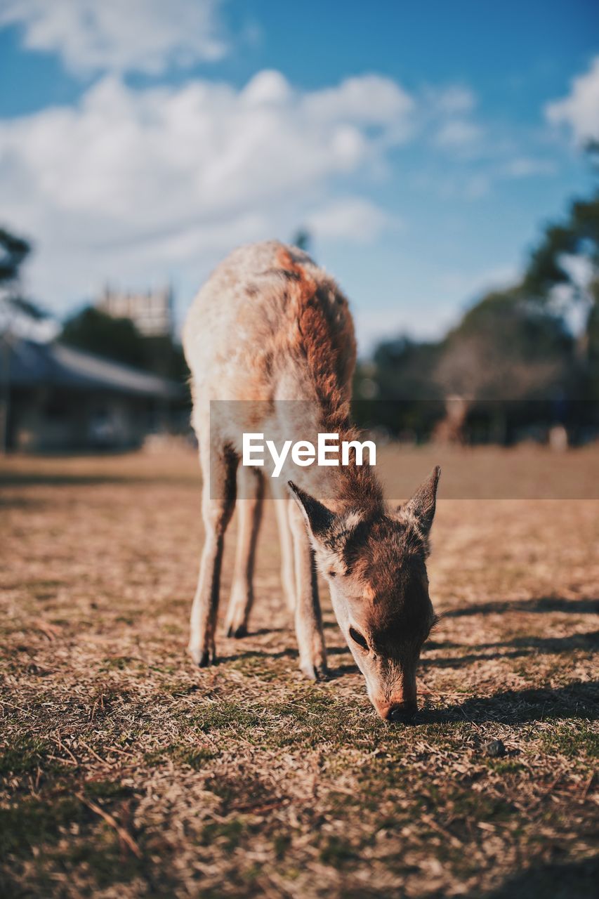 HORSE STANDING ON FIELD