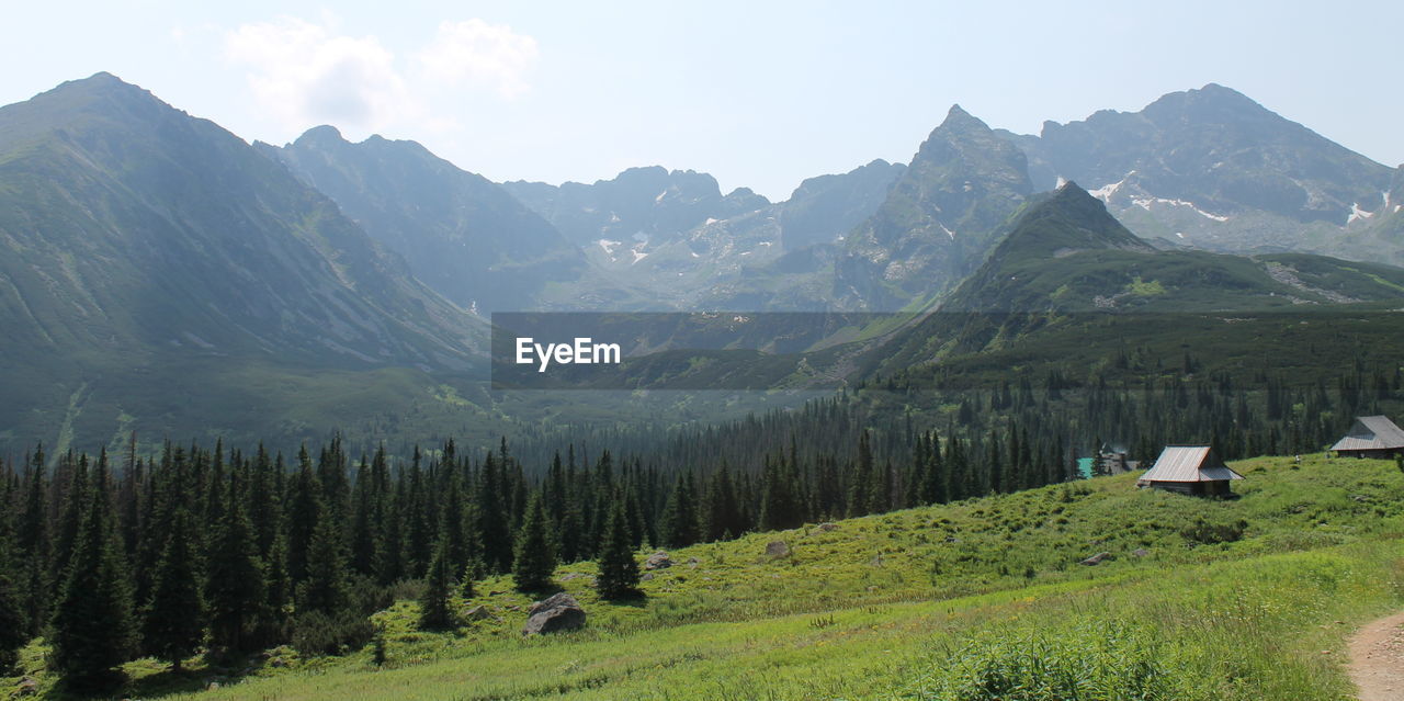 Panoramic shot of trees on countryside landscape