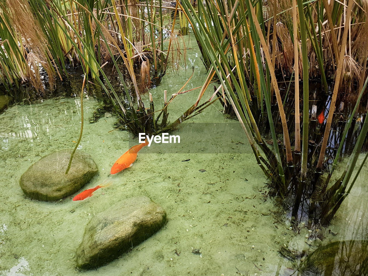 FISH SWIMMING IN WATER