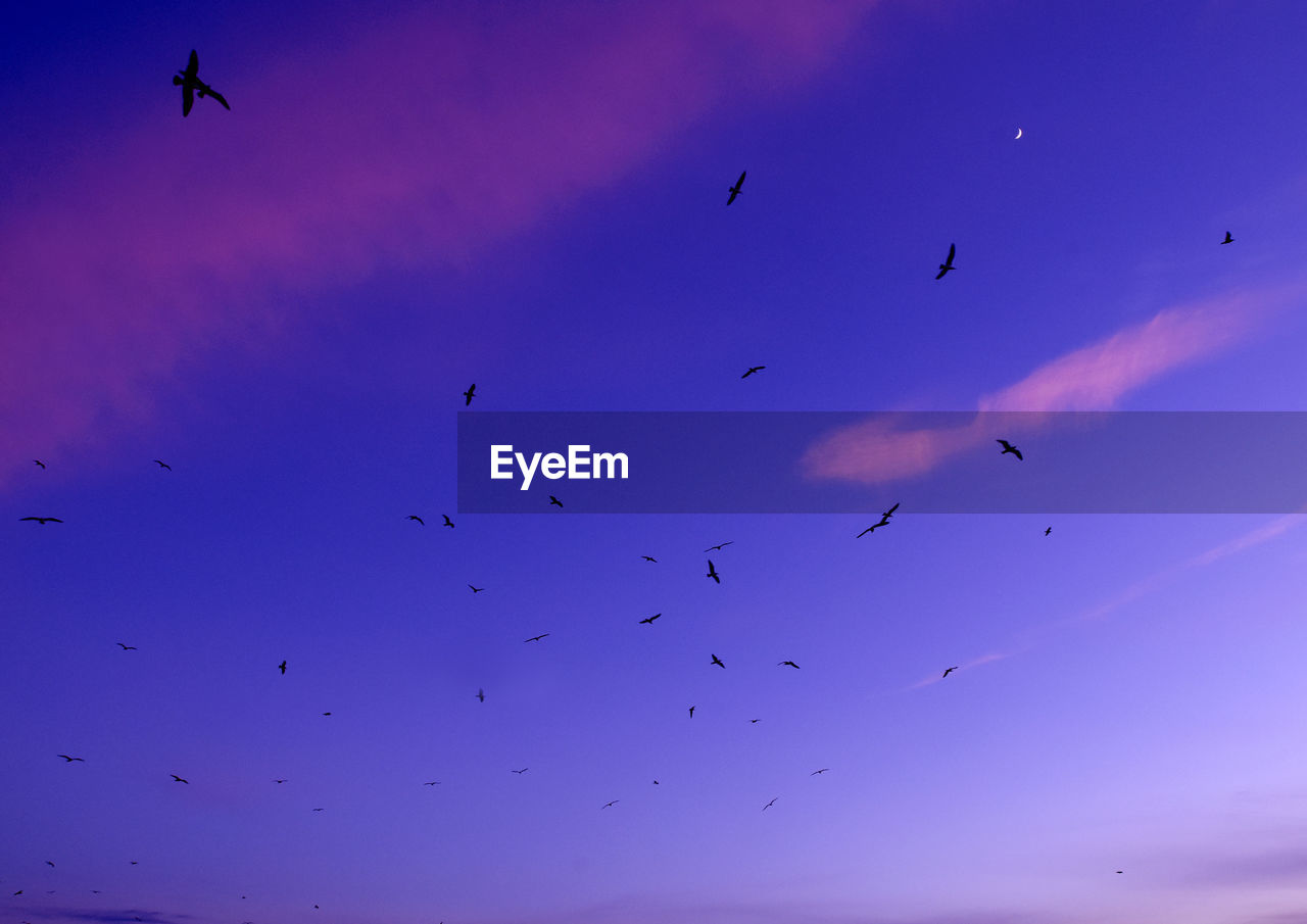 LOW ANGLE VIEW OF BIRDS FLYING IN SKY