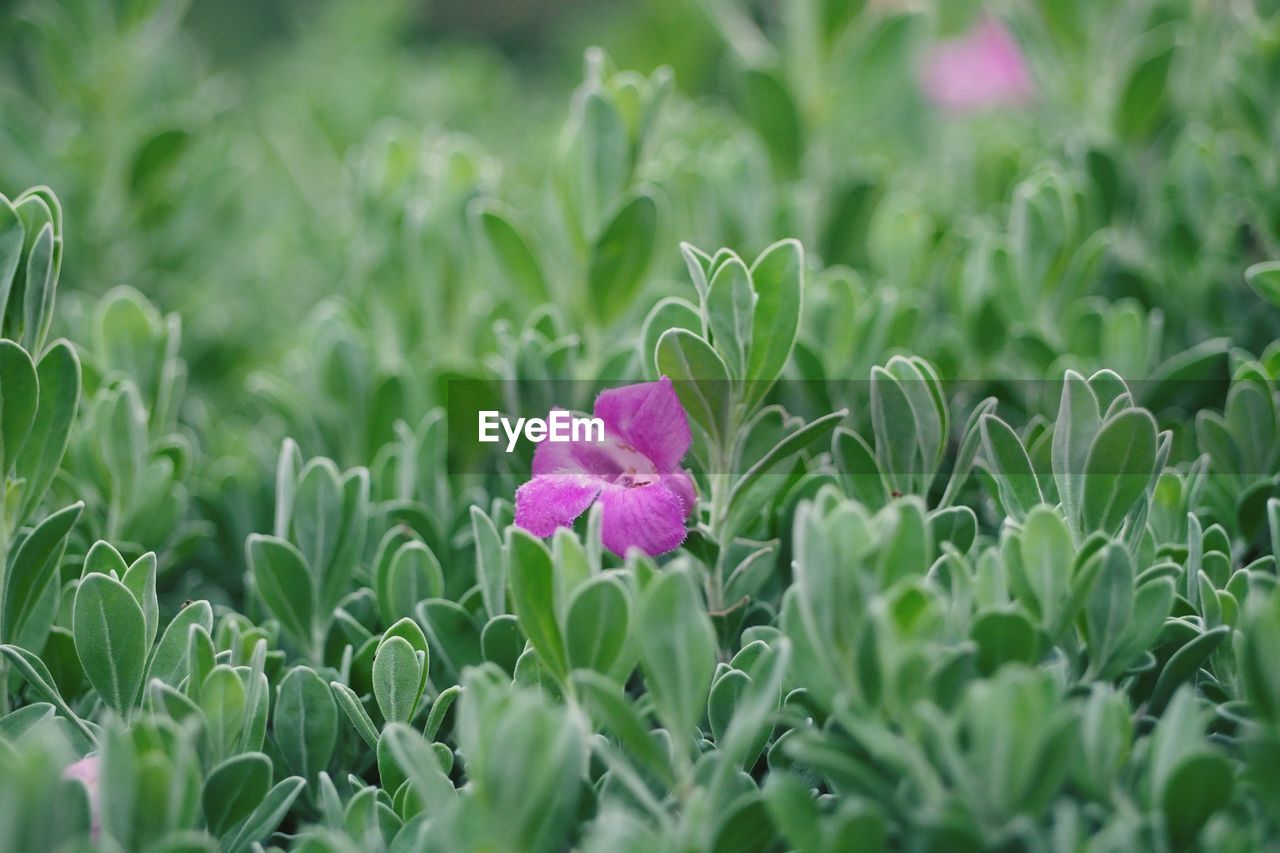 Close-up of pink flowering plant on field