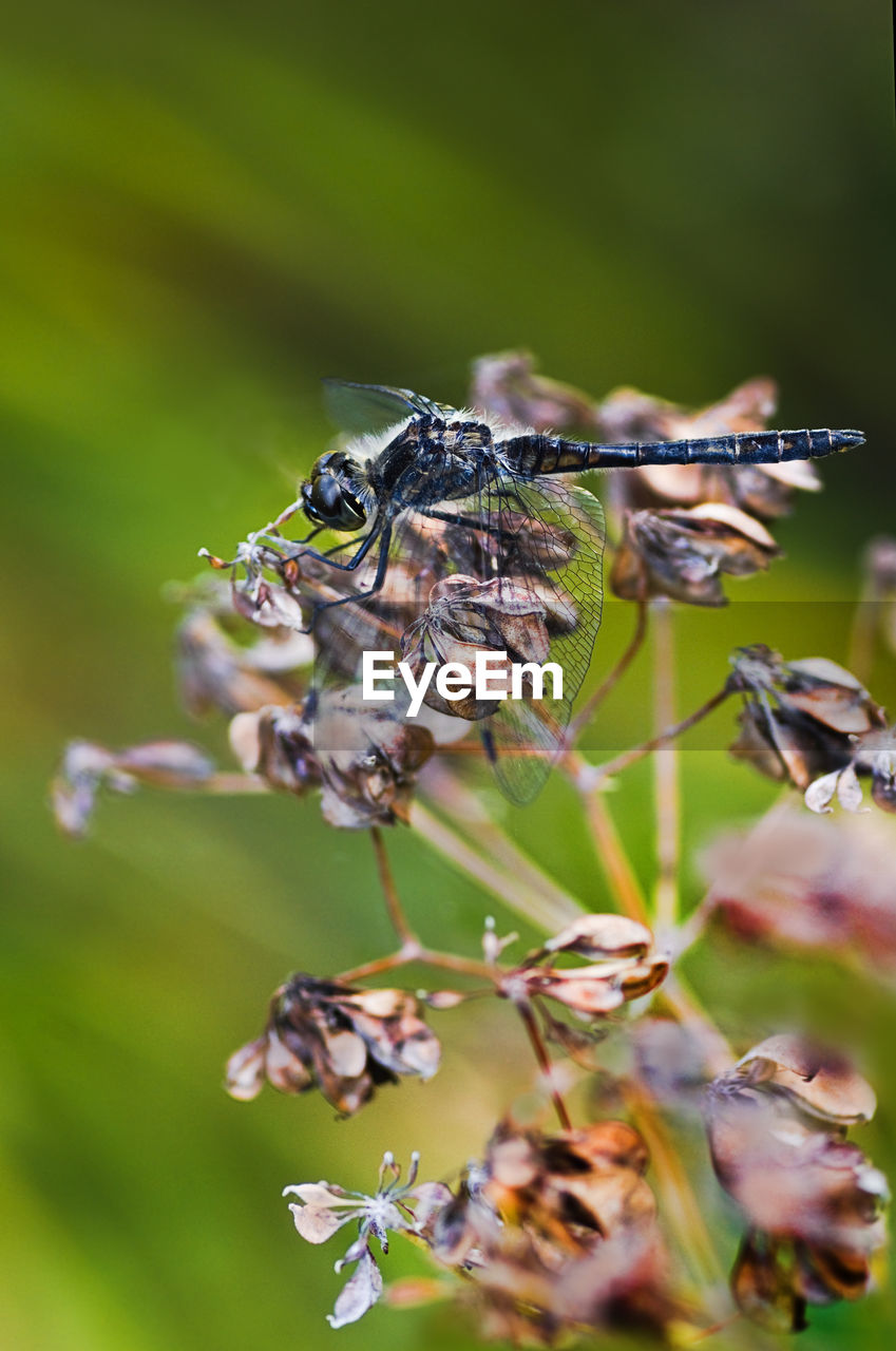 close-up of spider on plant