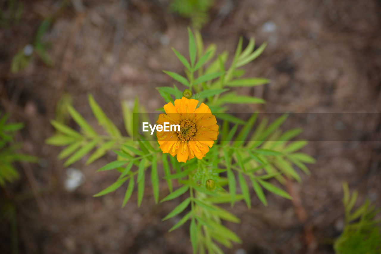 CLOSE-UP OF YELLOW FLOWERING PLANTS