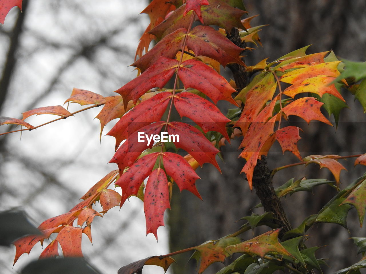 Close-up of maple leaves on branch