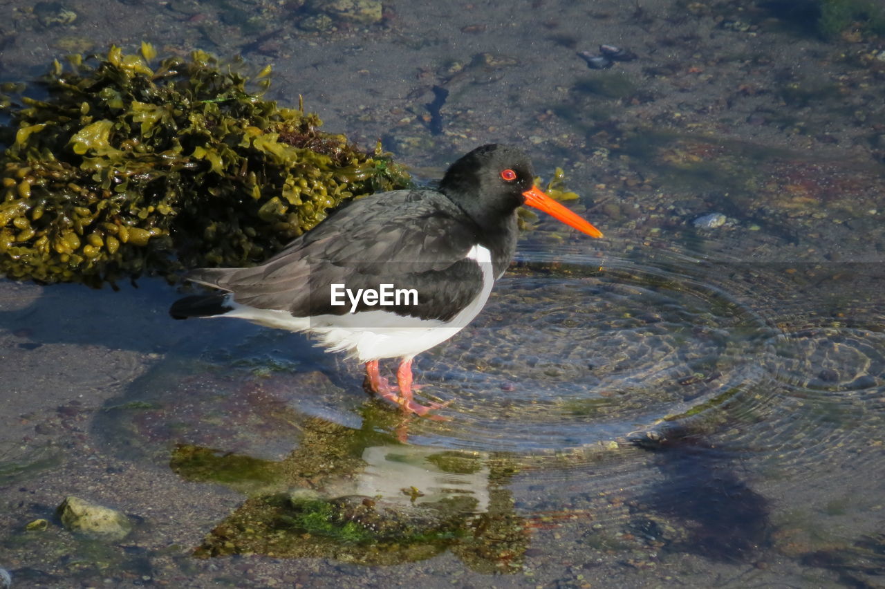 High angle view of an oystercatcher