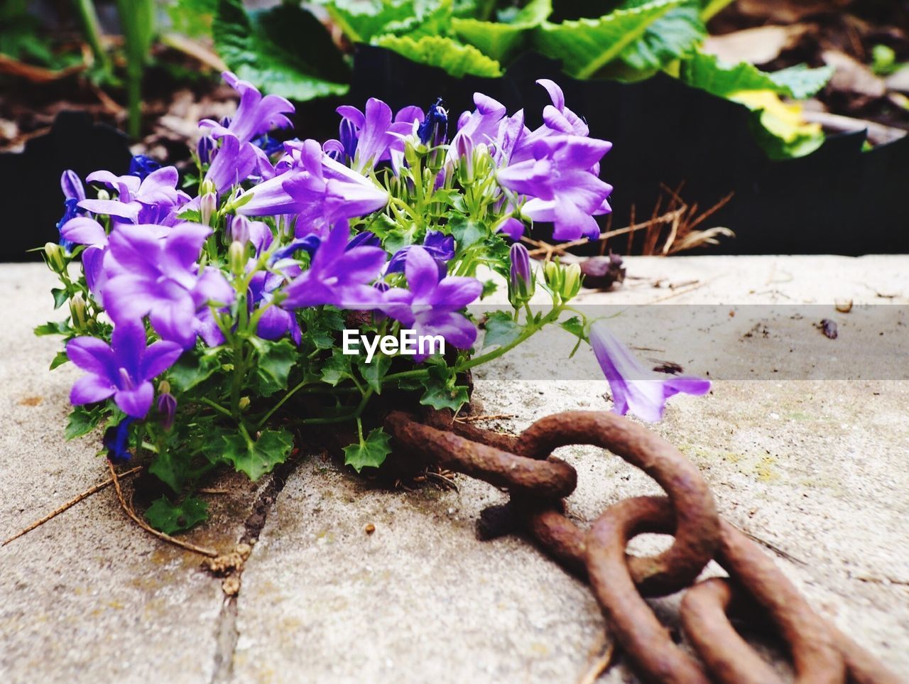 CLOSE-UP OF PURPLE FLOWER PLANT