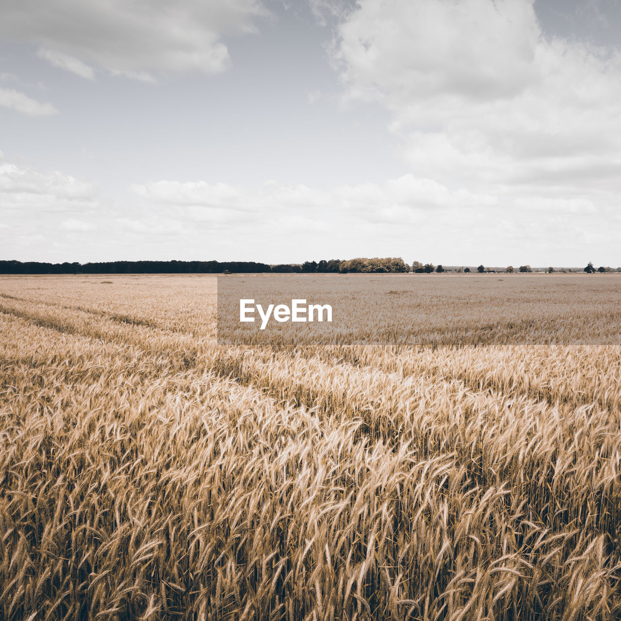 Wheat field against sky