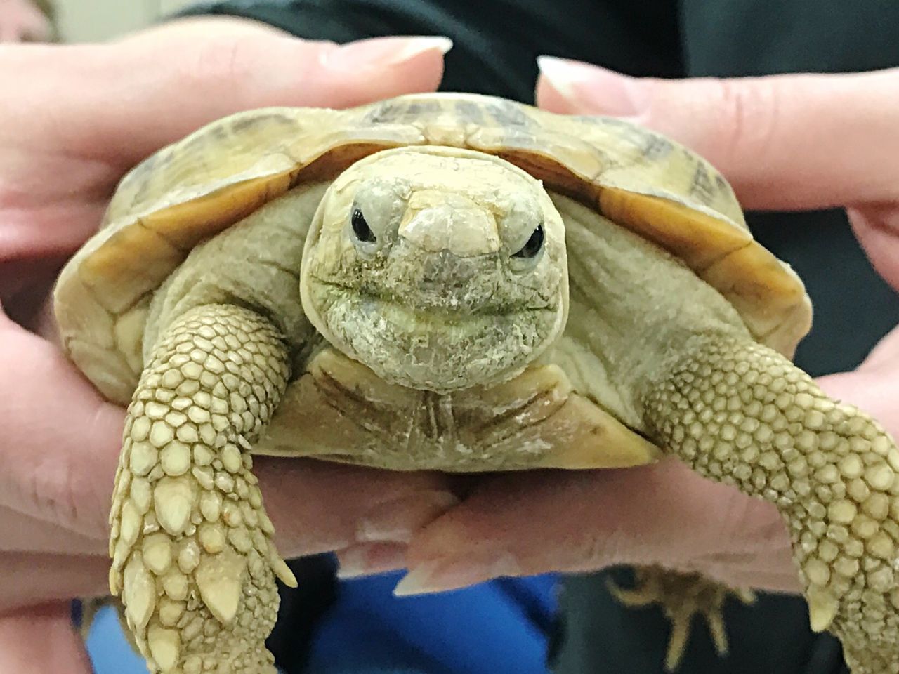 Close-up portrait of hand holding turtle