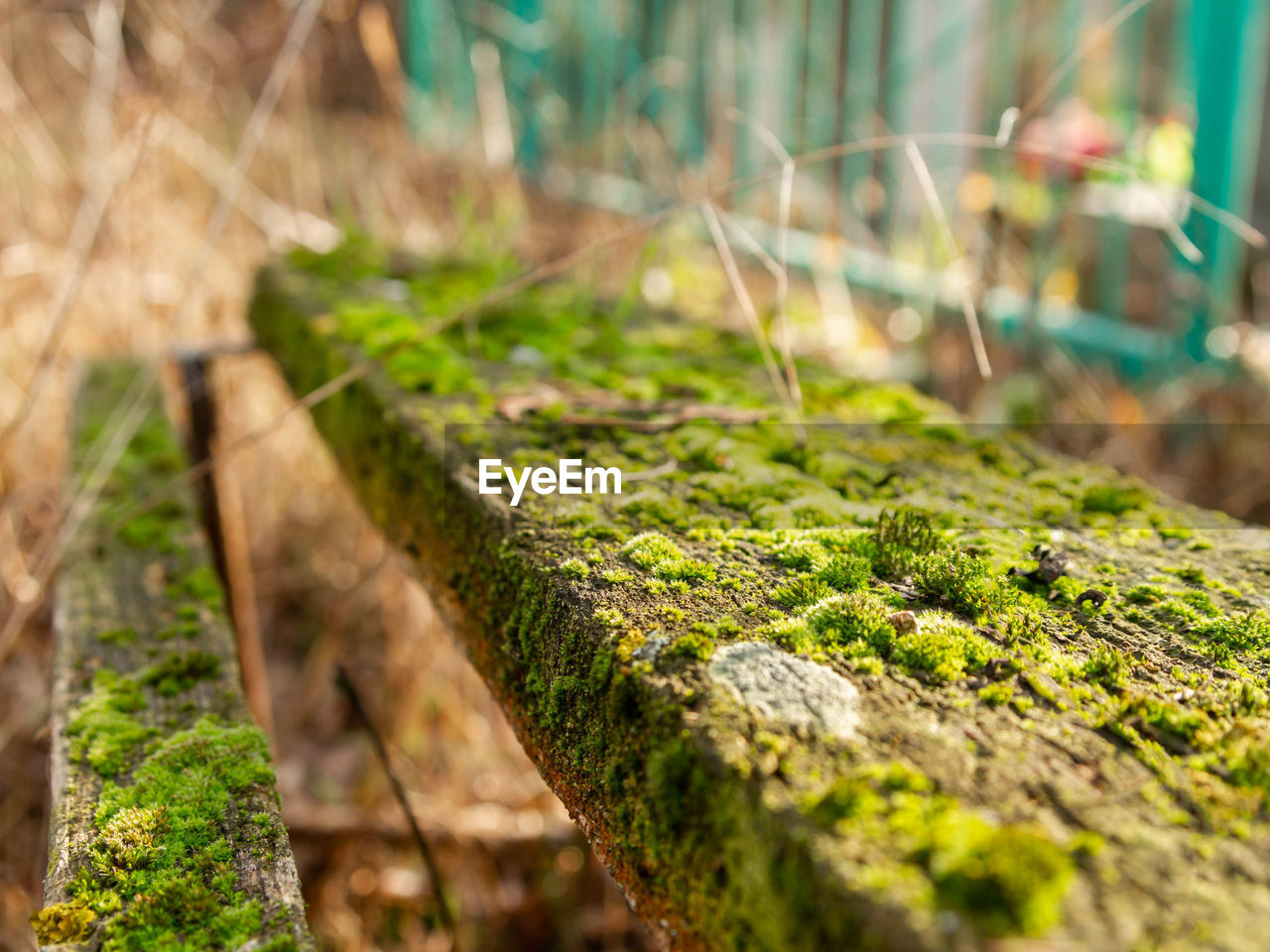 CLOSE-UP OF MOSS GROWING ON TREE