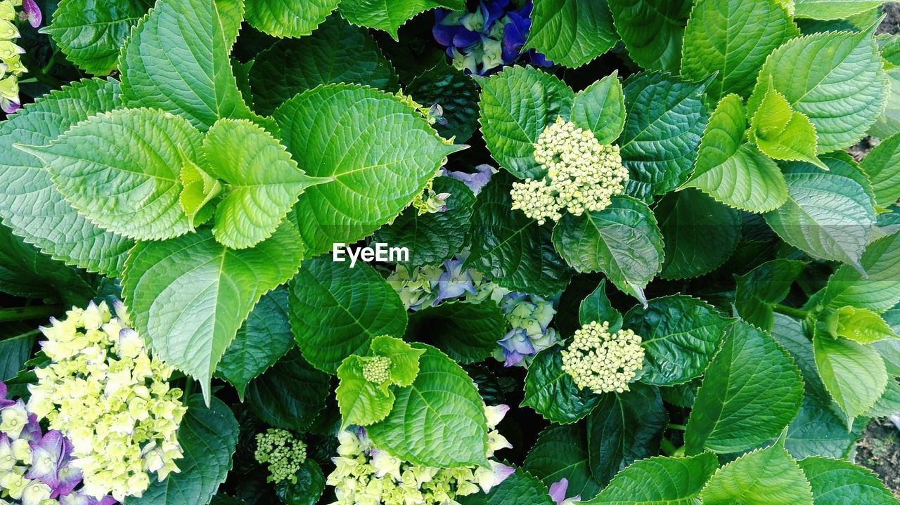 Directly above shot purple hydrangea blooming outdoors