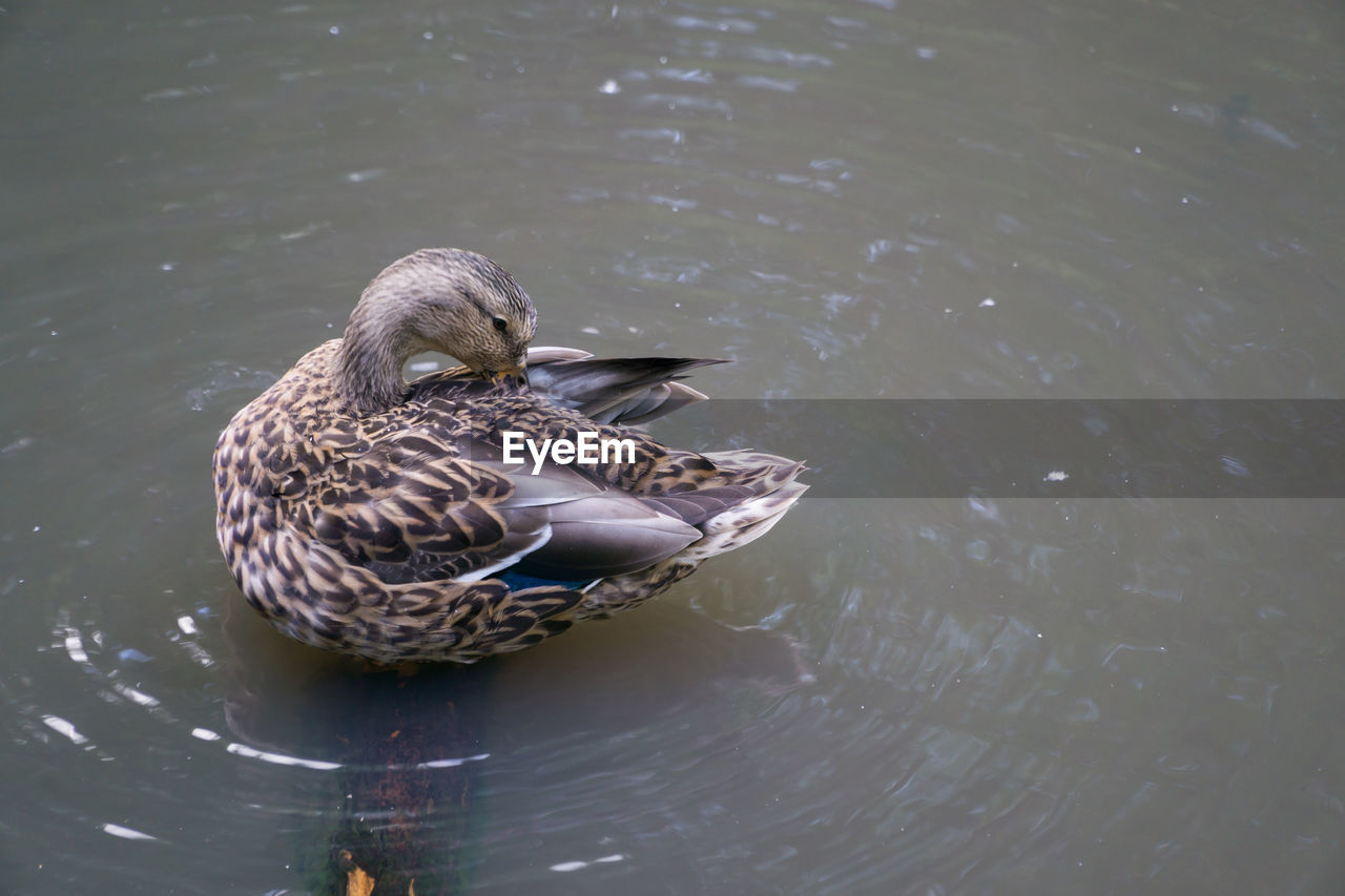 High angle view of mallard duck swimming in lake