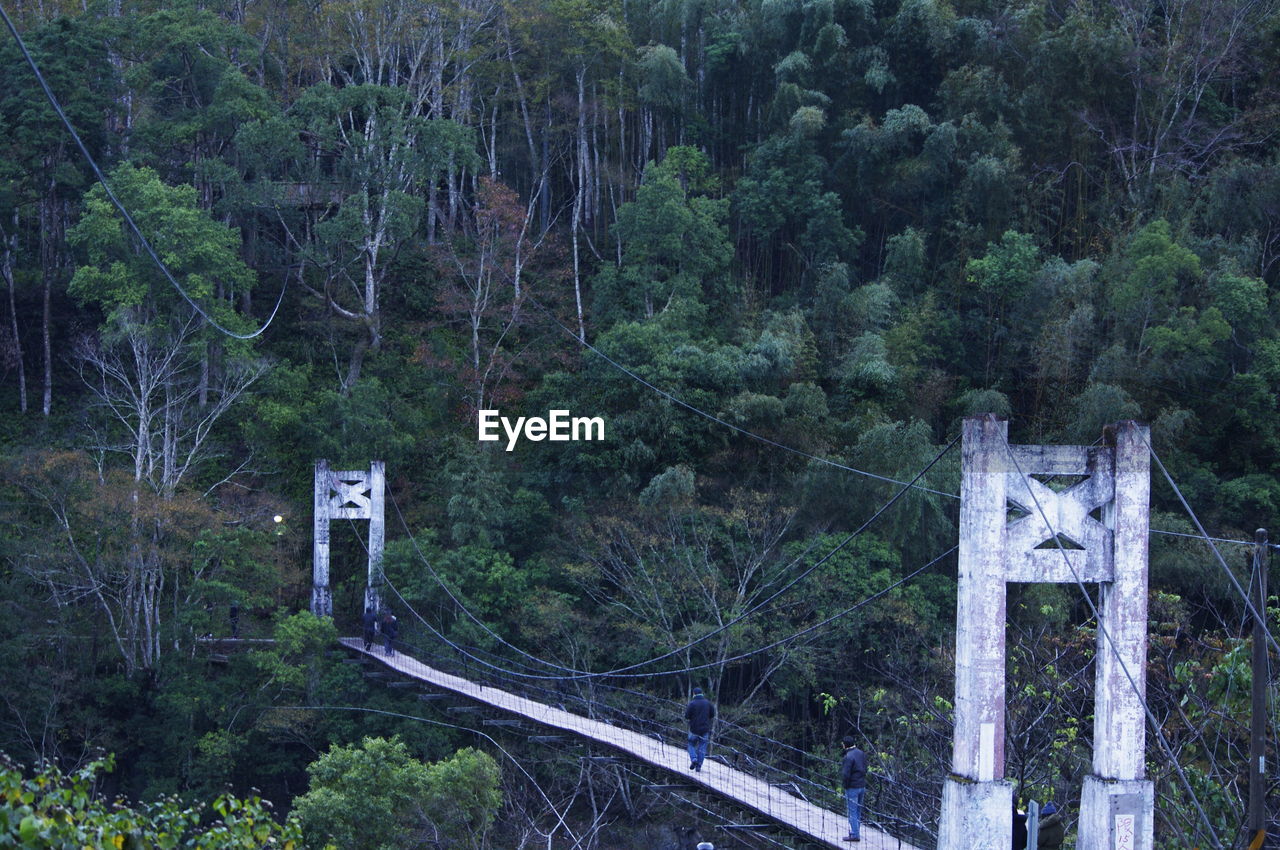 HIGH ANGLE VIEW OF TREES AND FOREST