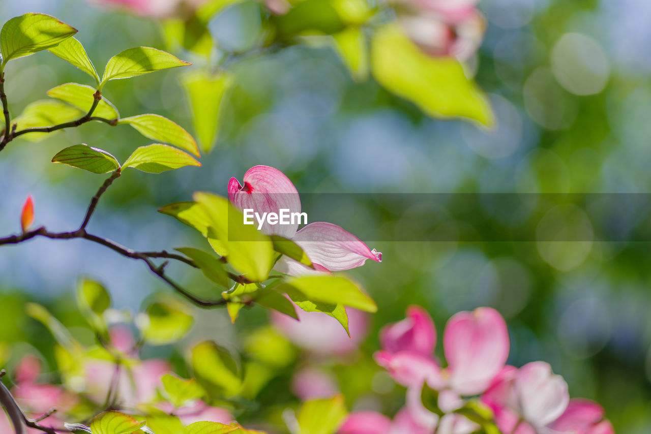 Close-up of pink flowering plant