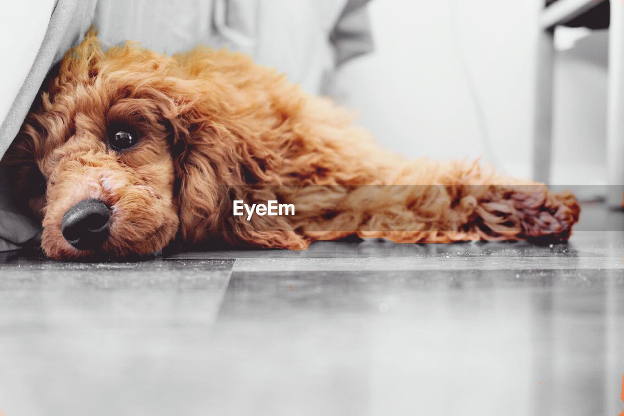 CLOSE-UP PORTRAIT OF DOG LYING DOWN ON FLOOR