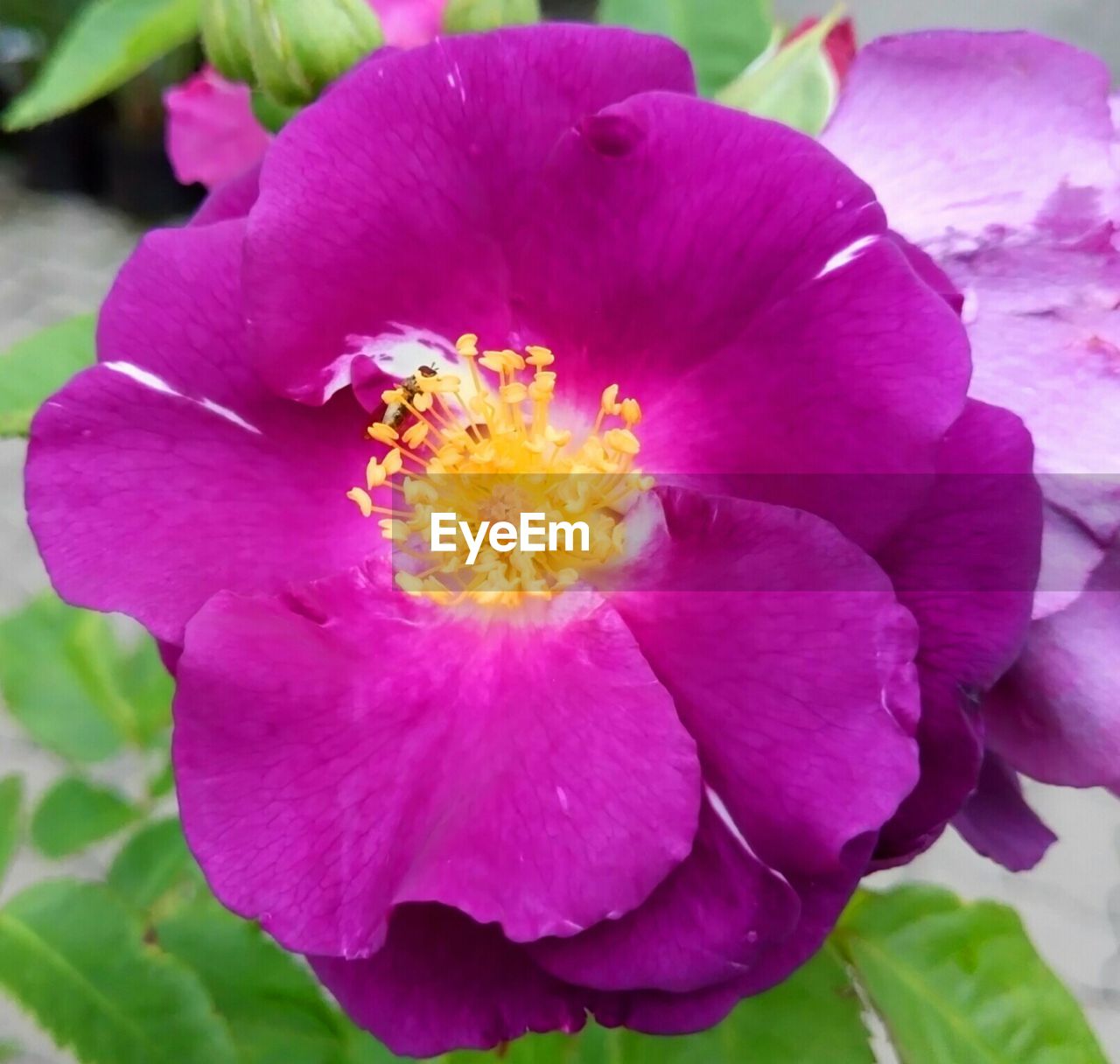 CLOSE-UP OF PINK FLOWERS BLOOMING