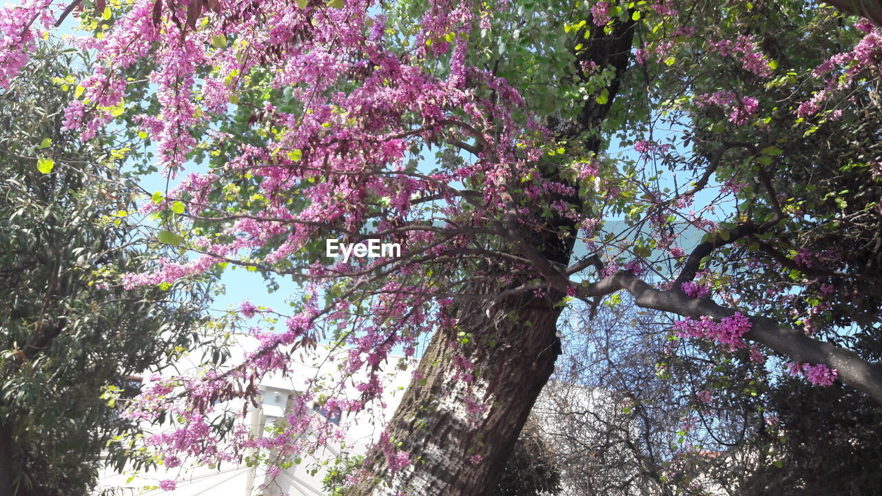 LOW ANGLE VIEW OF TREE AGAINST SKY