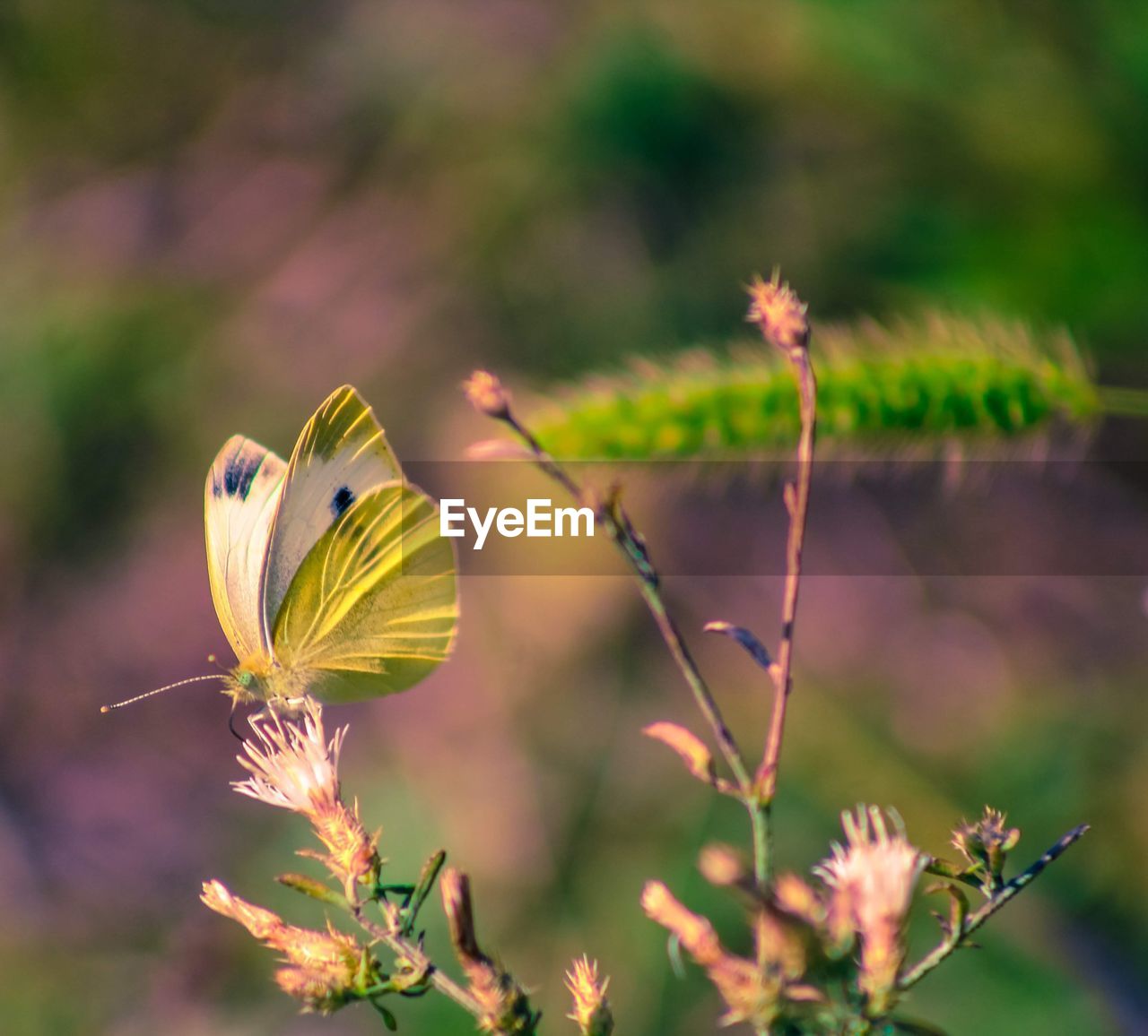 Close-up of butterfly pollinating on flower
