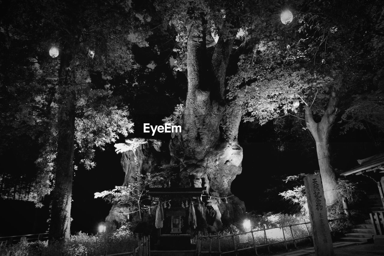 LOW ANGLE VIEW OF ILLUMINATED TREE AT NIGHT