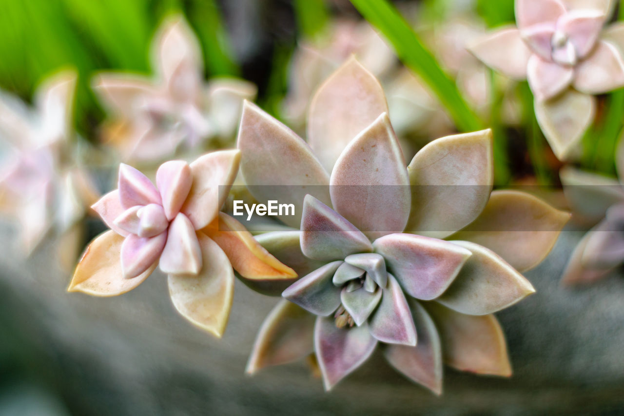 Close-up of succulent plant