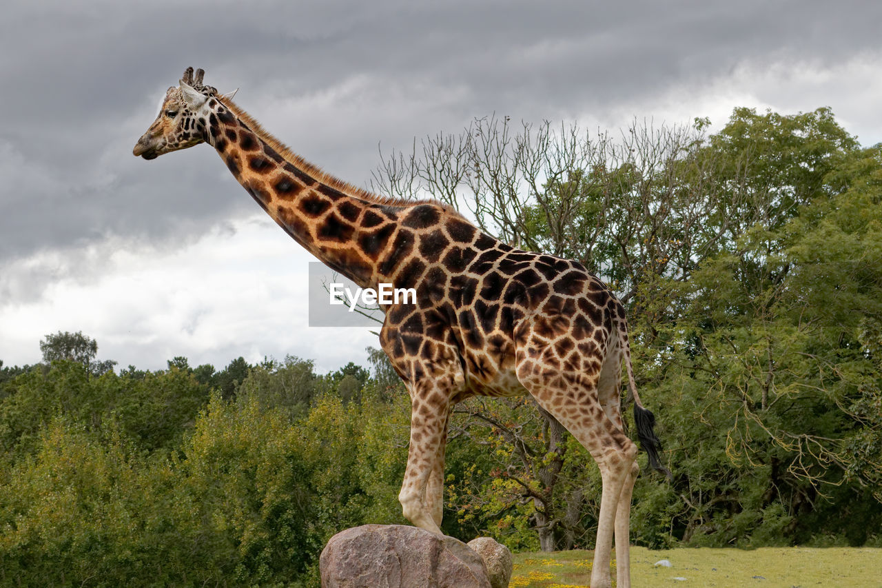 GIRAFFE STANDING BY PLANTS