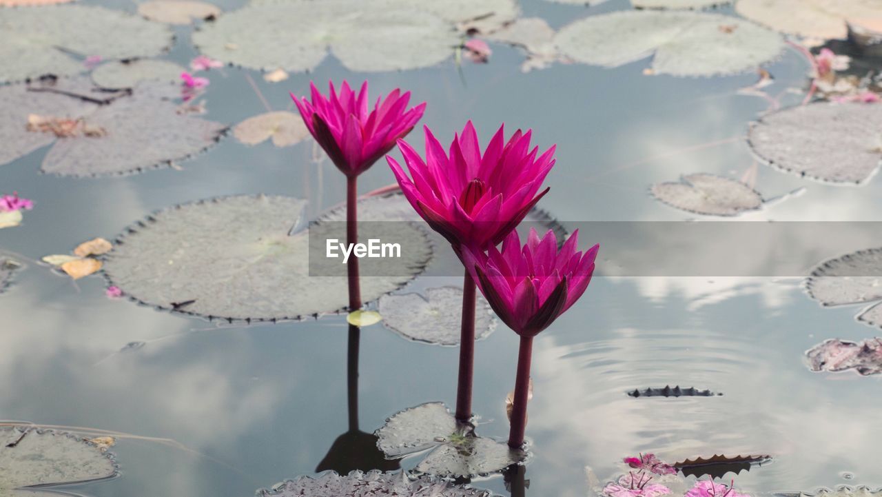 Close-up of pink water lily in lake