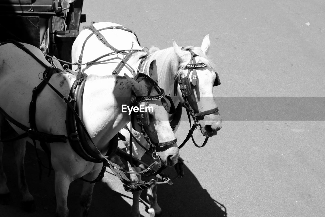 High angle view of horse carriage on road