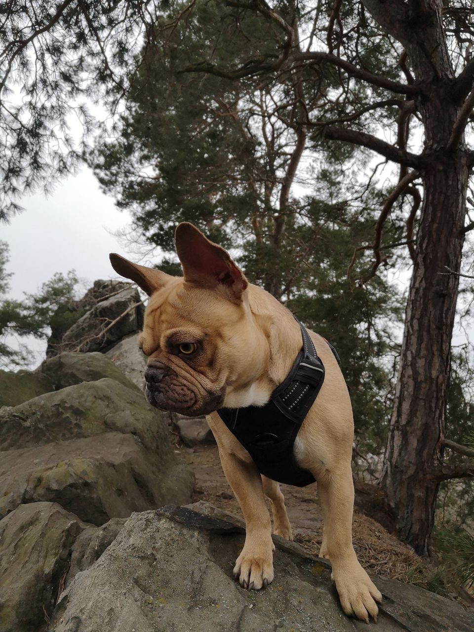 Close-up of french bulldog standing on rock 